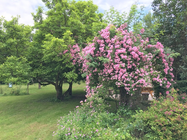 大木になったバラが見事な7月の田舎の庭