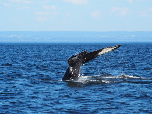 ザトウクジラ　Les Escoumins, Québec