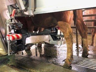 ロボットにより搾乳される牛の足元。