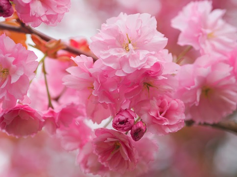 ソー公園の八重桜
