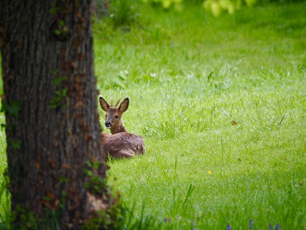 庭に訪れた若鹿