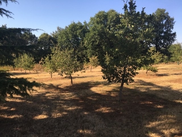 ペリゴールのトリュフ園　宿木の下でトリュフが育っています