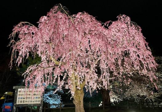 推定樹齢90年！弘前城本丸の枝垂れ桜