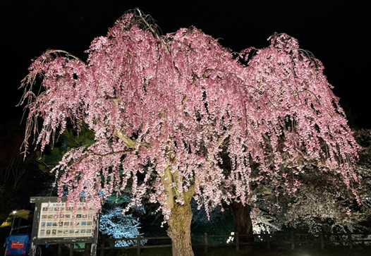 推定樹齢90年!弘前城本丸の枝垂れ桜