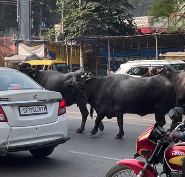 交通量の多い道路を渡る水牛